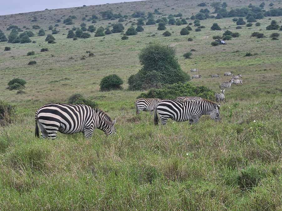 5 Hours Nairobi National Park Game Drive Tour 4x4 Open Roof - Small details that make the choice easier