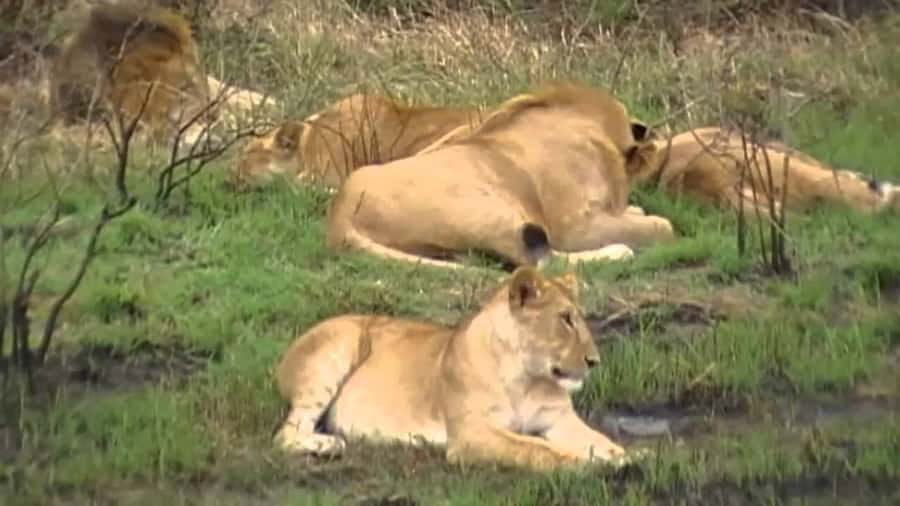 5 Hours Nairobi National Park Game Drive Tour 4x4 Open Roof - Sunrise drives and the first animal sightings
