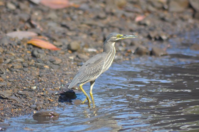 5 Hours Sharing Basis Kilim Mangrove Safari Boat Tour in Langkawi - Gua Kelawar, the bat cave in the mangroves