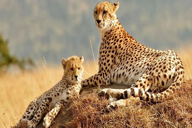 5days Tanzania Safari lodge and camping Serengeti, Tarangire & Ngorongoro Crater - Day 4: One last Serengeti drive, then the crater rim