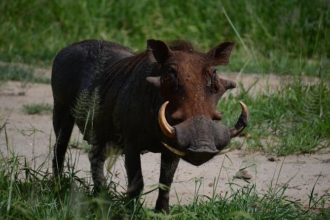 5days Tanzania Safari lodge and camping Serengeti, Tarangire & Ngorongoro Crater - The guide can shape the whole experience