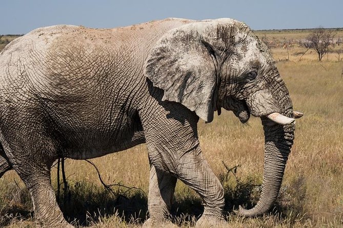 6-Day Dunes and Wildlife Accommodated Safari from Windhoek - Day 1: From Windhoek to Etosha and Halali
