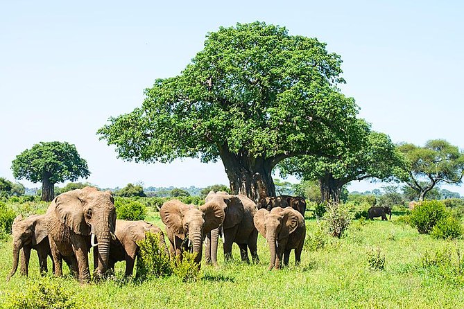 6 Day Group Camping Safari Tarangire Serengeti Ngorongoro Manyara - Day 3: A full Serengeti day gives wildlife time