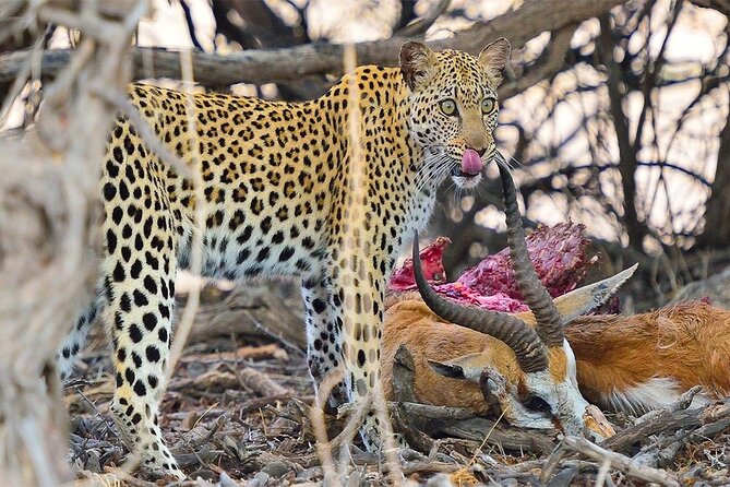 6 Day Group Camping Safari Tarangire Serengeti Ngorongoro Manyara - Day 4: From Serengeti plains to the Ngorongoro rim