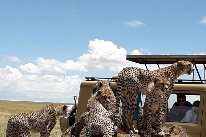 6 Day Group Camping Safari Tarangire Serengeti Ngorongoro Manyara - Day 2: The road to Serengeti is part of the safari