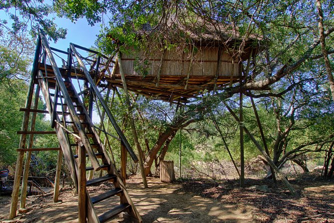 6 Day Lodge and Treehouse Kruger National Park Safari - Day 5: Your second full Kruger game-viewing day