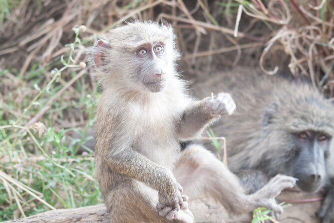 6-day Private Camping Safari Tour from Kilimanjaro Airport - Four parks, one busy safari route
