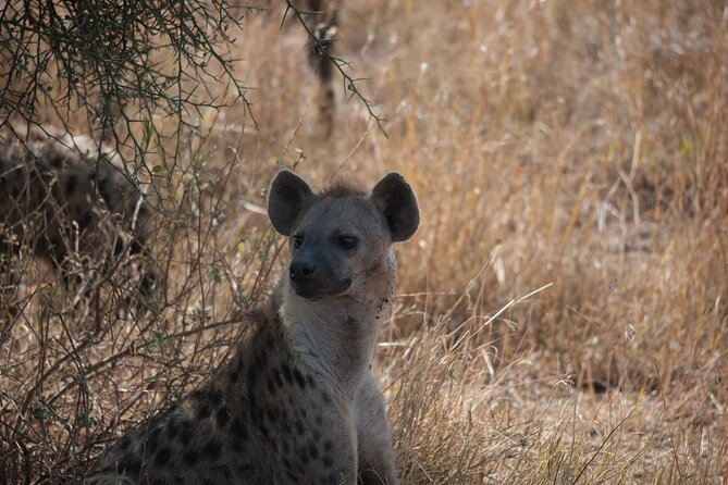 6-day Private Camping Safari Tour from Kilimanjaro Airport - Day 5: Final Serengeti viewing and the Ngorongoro highlands