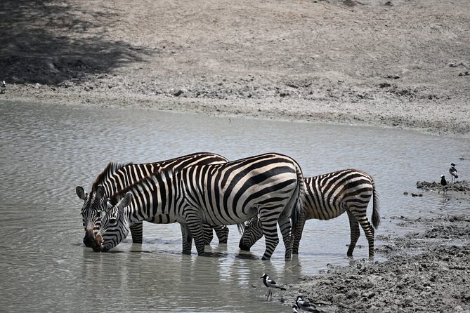 6-day Private Camping Safari Tour from Kilimanjaro Airport - Food, camping, and the daily routine