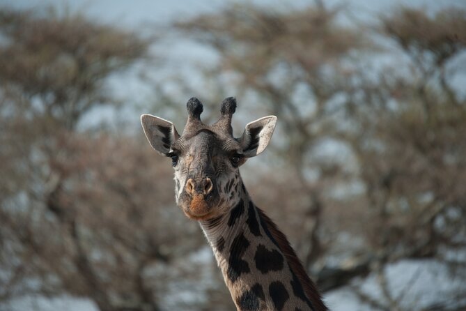 6-day Private Camping Safari Tour from Kilimanjaro Airport - Day 1: Elephants and baobabs in Tarangire