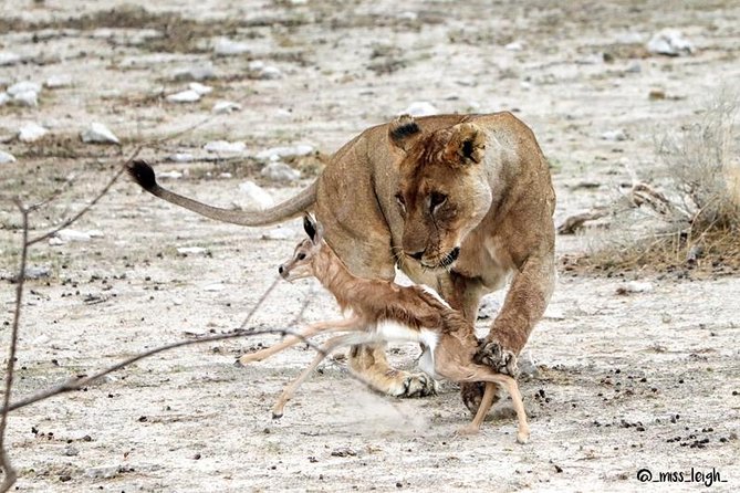 6 Day Sand, Sea & Etosha Budget Camping Safari - Day 5: Waterhole watching from Okaukuejo to Halali