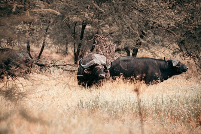 6-Day Tanzania Safari Experience – Midrange - Day 1: A soft landing in Arusha