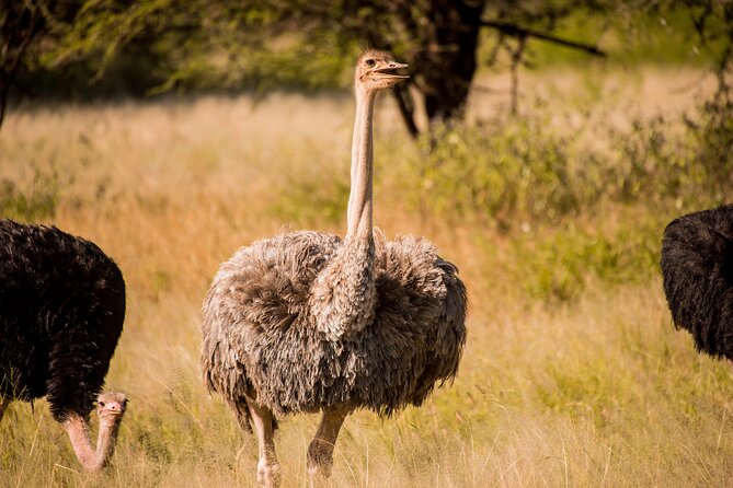 6-Day Tanzania Safari Experience – Midrange - Day 4: An early Serengeti drive, then Ngorongoro