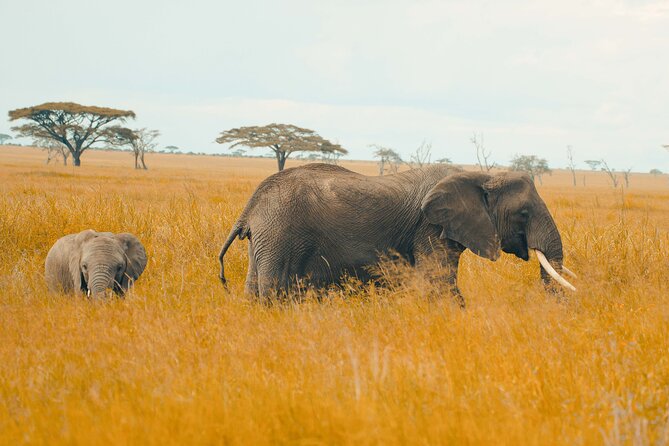6-Day Tanzania Safari Experience – Midrange - Day 5: Down into Ngorongoro Crater