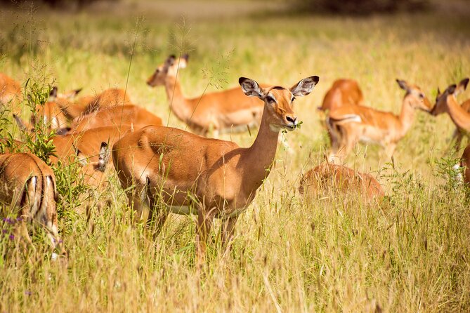 6-Day Tanzania Safari Experience – Midrange - What the $1,300 price really covers