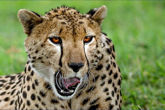 6 Day Tanzania Wildlife Mid range Safari - Day 3: Leaving the highlands for the Serengeti
