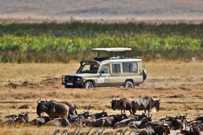 6 Day Tanzania Wildlife Mid range Safari - Day 4: A full Serengeti game-drive day