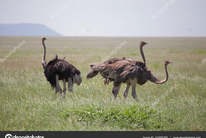 6 Day Tanzania Wildlife Mid range Safari - Day 6: Descending into Ngorongoro Crater