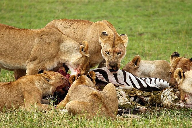 6 Day Tanzania Wildlife Mid range Safari - What the $2,500 price includes