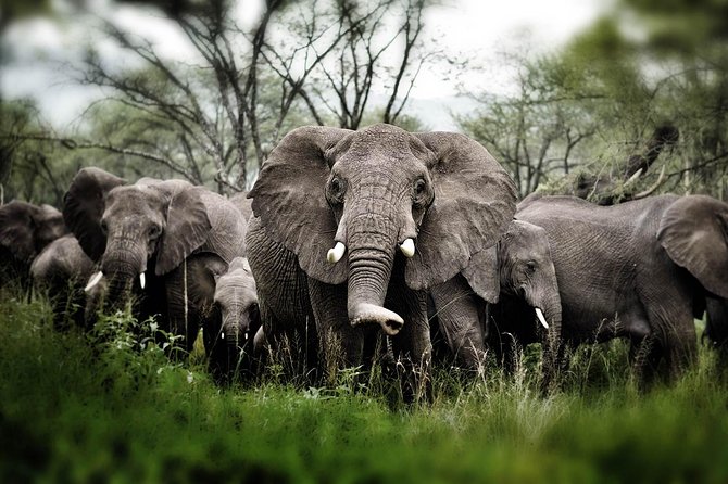 6 days 5 nights safari Ngorongoro, Serengeti and Tarangire National Parks - Day 5: Returning through the Serengeti to Ngorongoro