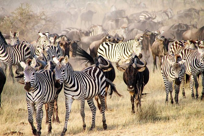 6 Days best adventure kilimanjaro ,Tarangire ,Serengeti &Ngorongoro crater - Day 3: Sunrise, quiet roads, and the crater rim