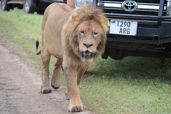 6 Days best adventure kilimanjaro ,Tarangire ,Serengeti &Ngorongoro crater - Day 4: Ngorongoro Crater’s concentrated wildlife