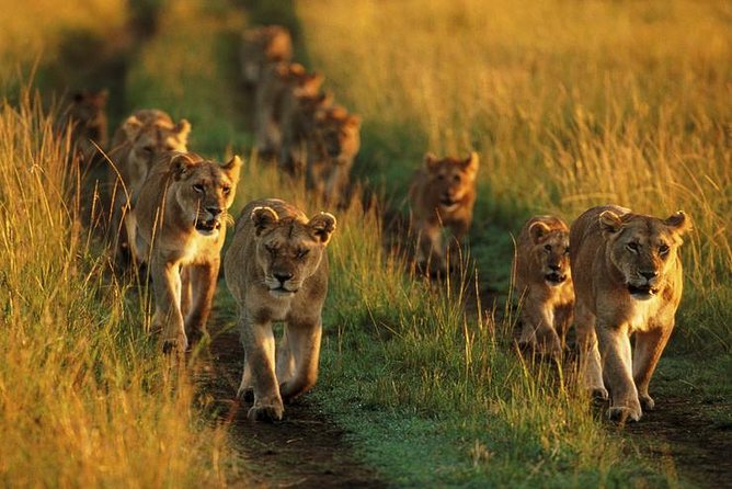 6 Days best adventure kilimanjaro ,Tarangire ,Serengeti &Ngorongoro crater - Day 5: Elephant country in Tarangire