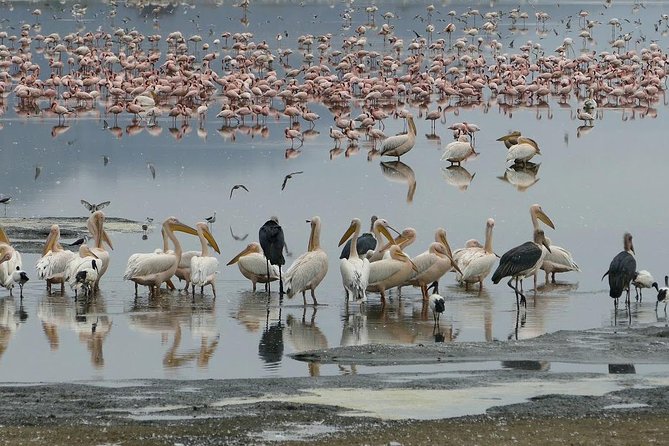 6 Days best adventure kilimanjaro ,Tarangire ,Serengeti &Ngorongoro crater - Accommodation, meals, and the ride