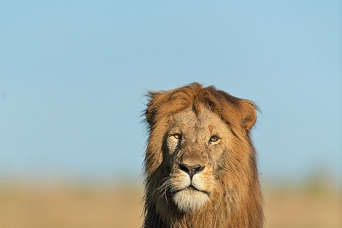 6 Days Kenya Adventure Wildlife Safari - Service and planning strengths
