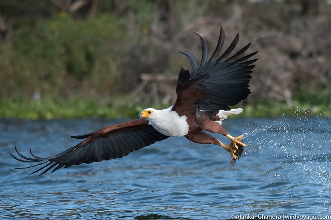 6 Days Kenya Adventure Wildlife Safari - Day 2: A full wildlife day at Lake Nakuru