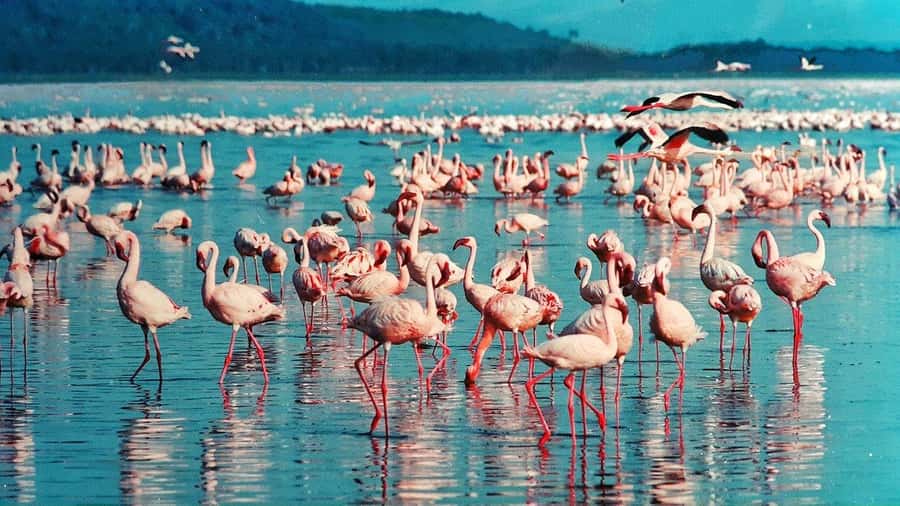 6 Days Kenya Budget Safari - Three national parks, one busy six-day route