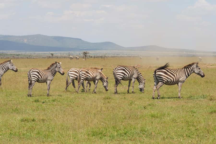 6 Days Kenya Budget Safari - Day 2: A full day among Mara predators and herds