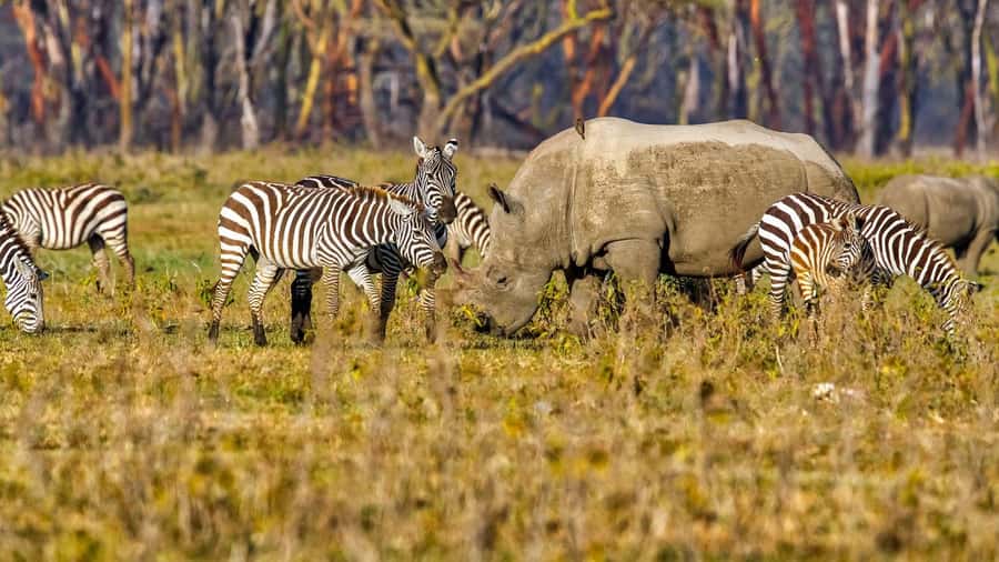 6 Days Kenya Budget Safari - Guides, vehicles, and the day-to-day reality