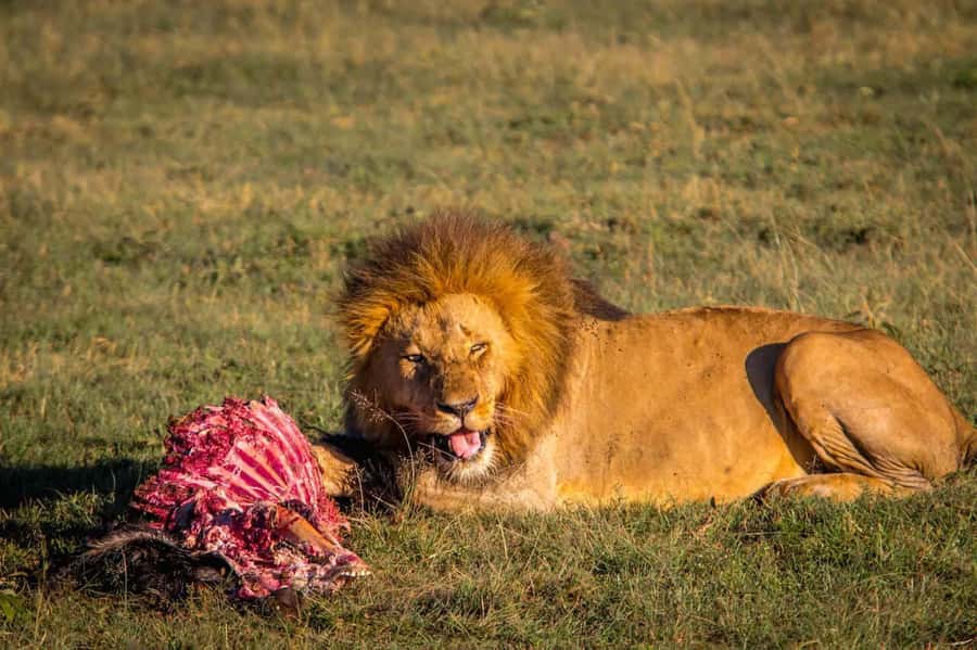 6 Days Kenya Budget Safari - Day 1: Nairobi to Maasai Mara by way of the Rift Valley