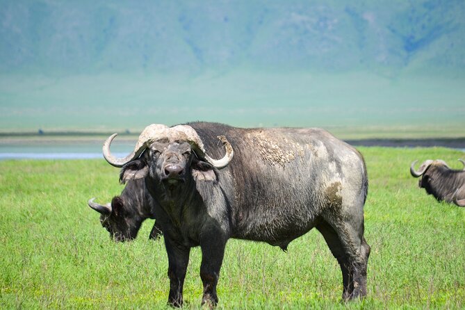 6 Days lodge &camping tour Serengeti ,Tarangire ,Ngorongoro Crater and Manyara - Day 2: Crossing Ngorongoro to the Serengeti