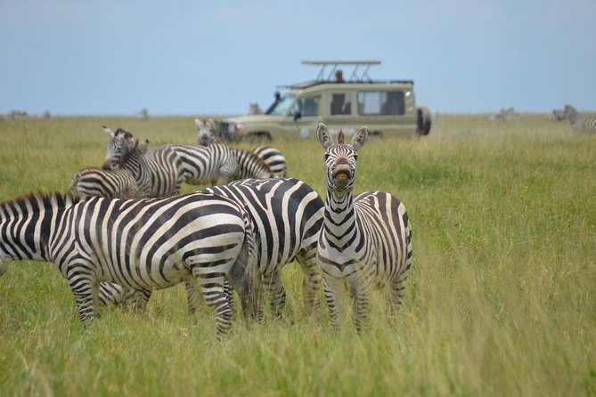 6 Days lodge &camping tour Serengeti ,Tarangire ,Ngorongoro Crater and Manyara - Day 3: An early Serengeti search for predators