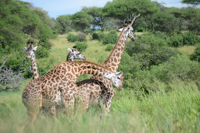 6 Days lodge &camping tour Serengeti ,Tarangire ,Ngorongoro Crater and Manyara - Day 5: Descending 600 meters into Ngorongoro Crater