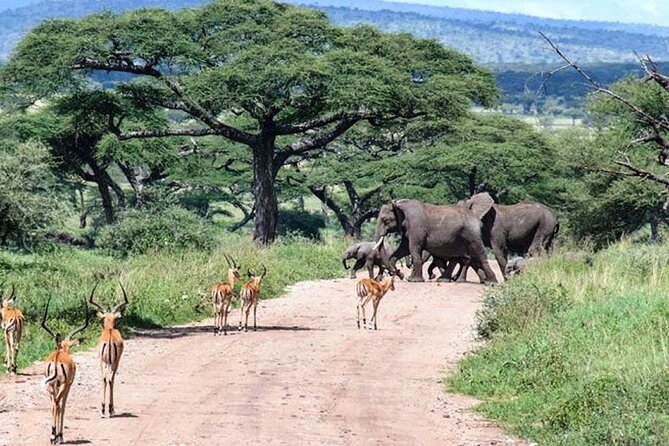 6 Days lodge &camping tour Serengeti ,Tarangire ,Ngorongoro Crater and Manyara - Day 6: Lake Manyara’s forest, birds, and cliffs