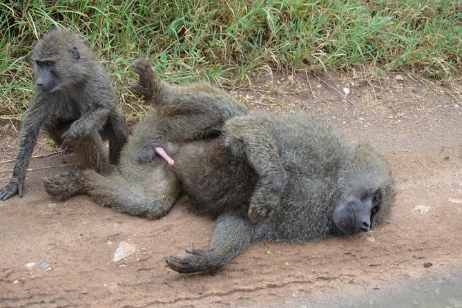 6 Days lodge &camping tour Serengeti ,Tarangire ,Ngorongoro Crater and Manyara - Camping, lodges, and the small-group setup