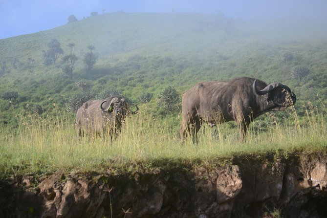 6 Days lodge &camping tour Serengeti ,Tarangire ,Ngorongoro Crater and Manyara - Day 1: Tarangire’s elephants and baobabs