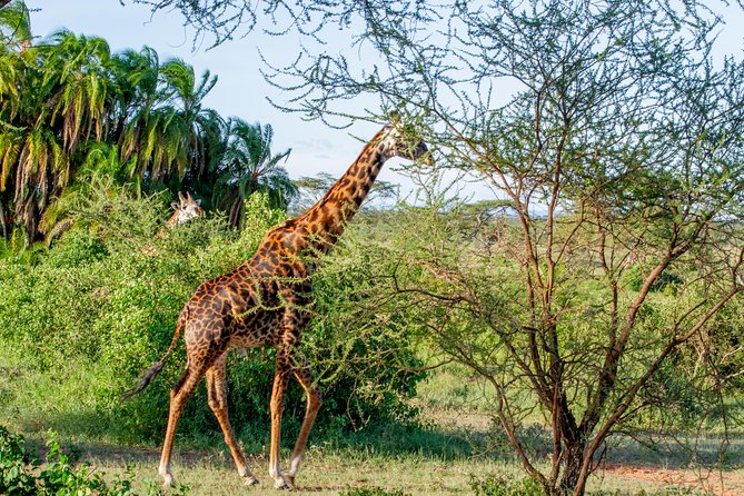 6 Days Luxury Northern Circuit Safari - A Glimpse of Tanzania Adventure - Day 1: Getting settled in Arusha