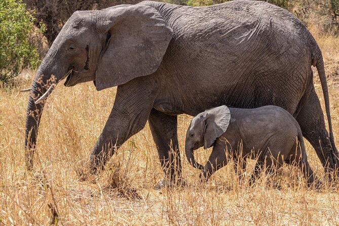 6 Days Mid-Range Tanzania Safari - Why this six-day route works