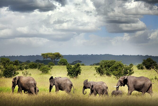 6 Days Mid-Range Tanzania Safari - Day 1: Arusha, airport pickup, and a first look at Tanzania