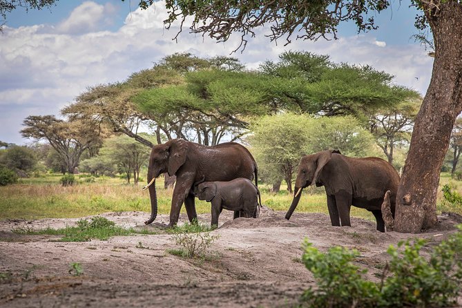 6 Days Private Budget Safari - Day 1: Tarangire’s elephants beneath the baobabs