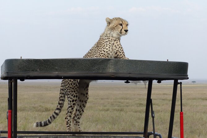 6 Days Private Budget Safari - Food, camp nights, and daily comfort