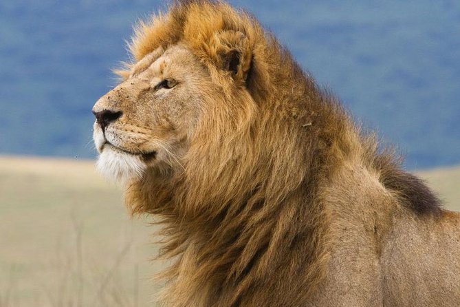 6 Days Serengeti Safari(hiking waterfalls &coffee tour) - Days two and three: why two Serengeti days help