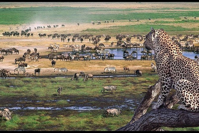 6 Days Serengeti Safari(hiking waterfalls &coffee tour) - Day five: Lake Manyara’s birds, hippos, and tree-climbing lions