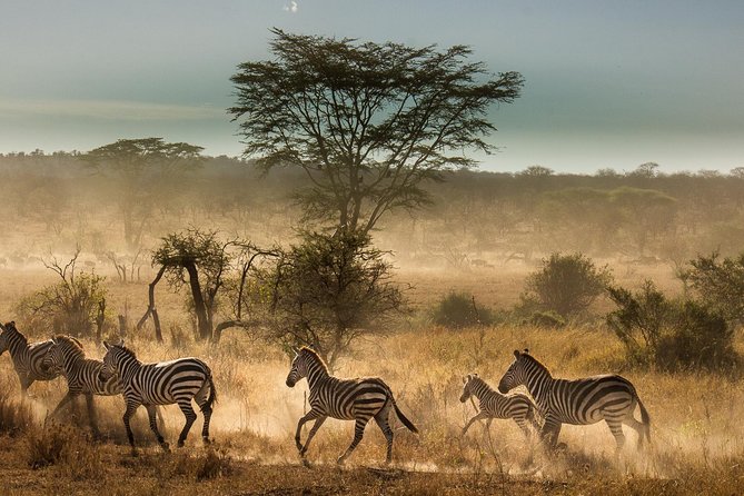 6 Days Tanzania Budget Camping Safari - Why this route works for a first Tanzania safari