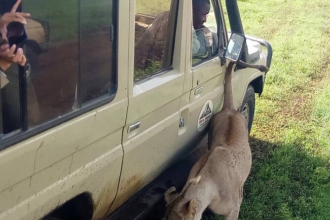 6 Days Tanzania Budget Camping Safari - Day 4: Sunrise, a final Serengeti drive, and Simba campsite