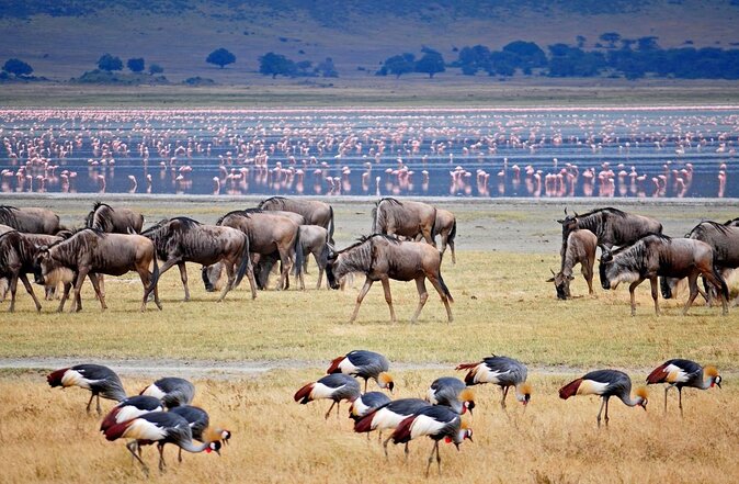 6 Days Tanzania Budget Camping Safari with Migration - Key points to know before booking